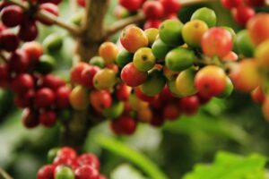fruit du caféier sur l'arbre